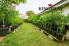 Grafted Zill Mango & Avocado 3 Gallon Trees Over 100 Varieties Coconut Cream M4