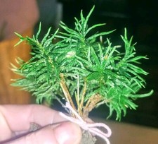 Hand Selected Live Organic Tree Moss Buy 10 pcs Get 10 Free 20 Pieces Total    