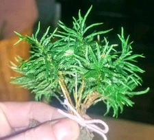 Hand Selected Live Organic Tree Moss Buy 10 pcs Get 10 Free! 20 Pieces Total ⭐🌟