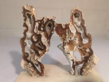 Geode Agatized Corral Fossil Corral Split Specimen 