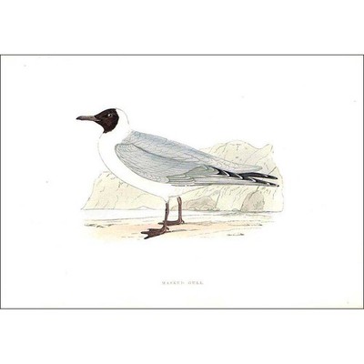 VÖGEL Maskenmöwe - handkoloriert - antiker Druck 1903 von Rev FO Morris