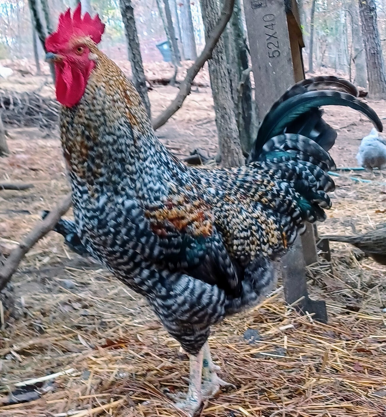 12 Jersey Giant, Brahma, German Kuhnhenn Bielefelder, Cross Hatching