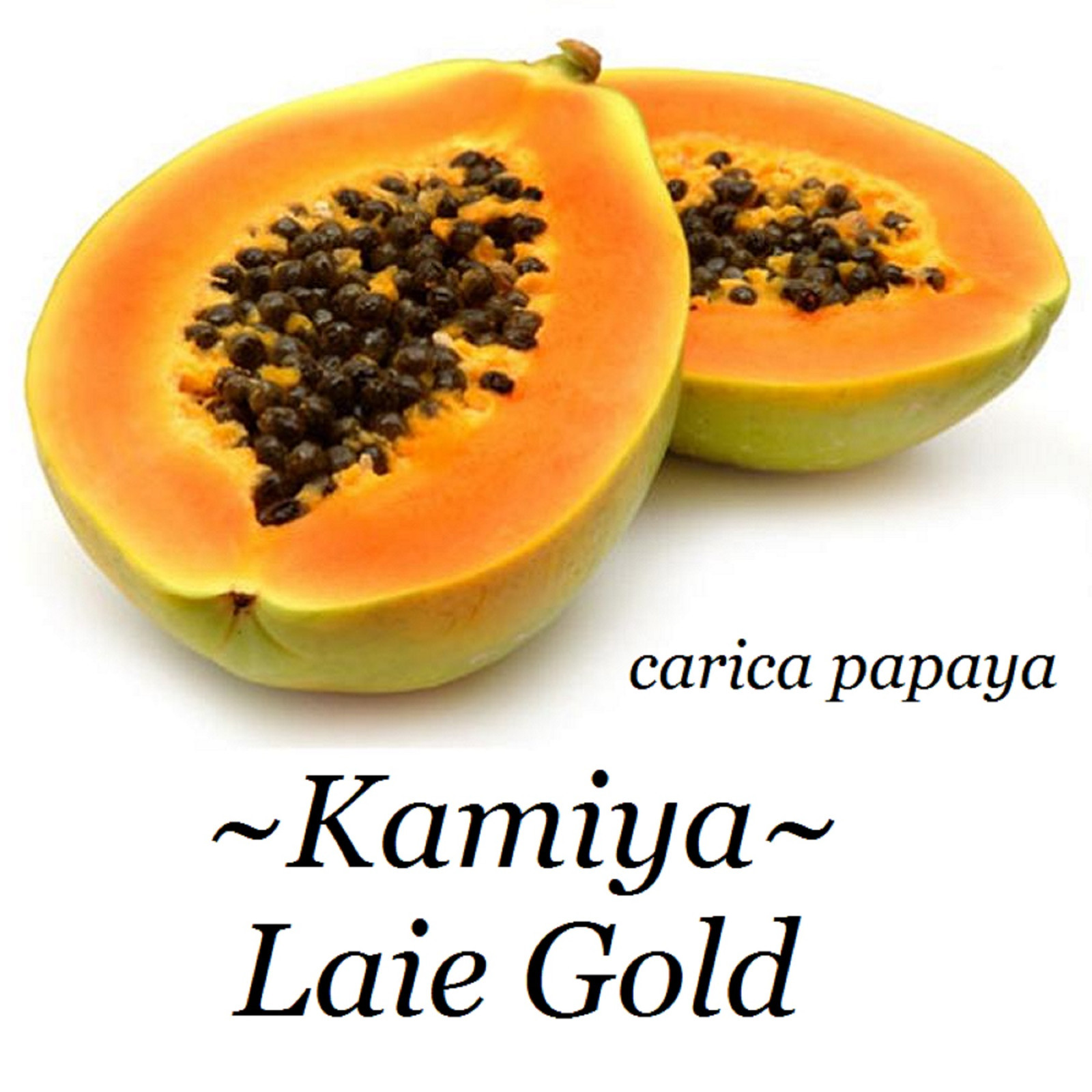 LAIE GOLD Yellow PAPAYA Kamiya Hybrid Waimanalo Solo X77 UH Cultivar