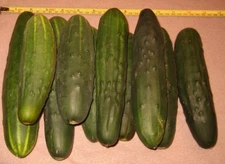 Heirloom Cucumber Seeds Grandma's Old Timer Nice Production A Good Older Variety