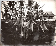 Chasse, peaux de guépards, léopards Vintage print,  Tirage argentique  10X15