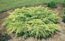Juniper Gold Star | 2 Inch | Juniperus x media | Groundcover | Erosion Control