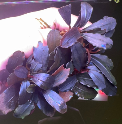 Free+1 Bucephalandra Brownie Purple/Pandora Queen Sp. - Rare Live