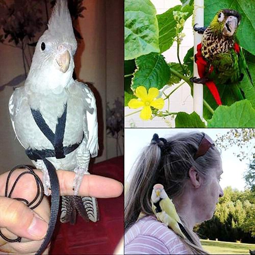 Verstellbares Vogel Fliegengeschirr Leine Seil Vögel Papagei Outdoor Freiflug Training - Bild 6 von 9