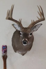 Whitetail Deer Head Shoulder Mount Taxidermy Cape Shed Antler Hunt Mule Rack