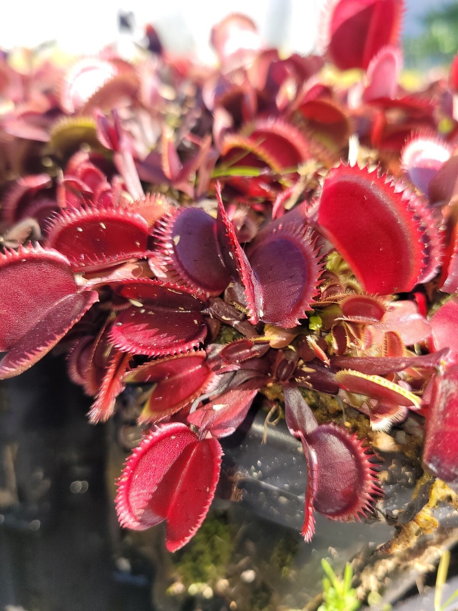 3 small Red Piranha Venus Flytraps (Fly Trap Carnivorous Plants