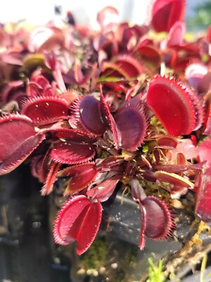 3 small Red Piranha Venus Flytraps (Fly Trap Carnivorous Plants