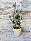 Ice Kissed Potted Mistletoe Tree Christmas Winter Farmhouse Decor 15”