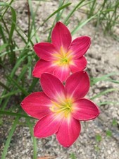 Pretty Imported Double Rain Lily Red Colour Flower Bulbs Pack Of 2 Bulbs
