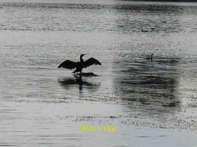 Foto 12x8 Kormoran trocknet seine Flügel Wollaton Park Dieser Vogel hat einen gefunden c2013