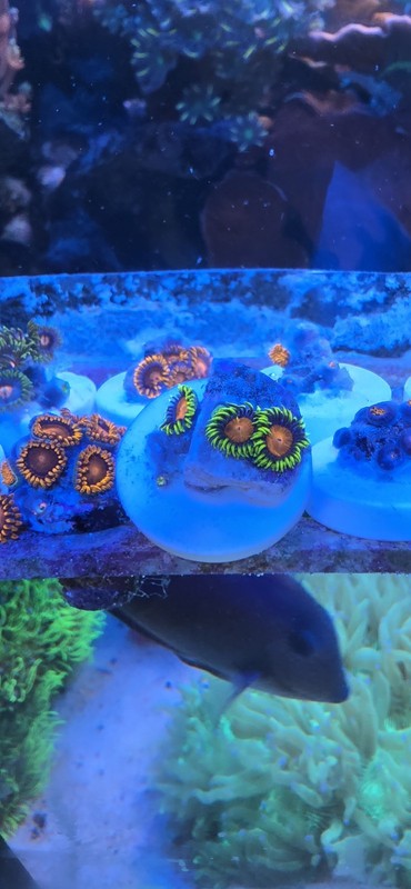 Watermelon Zoanthid