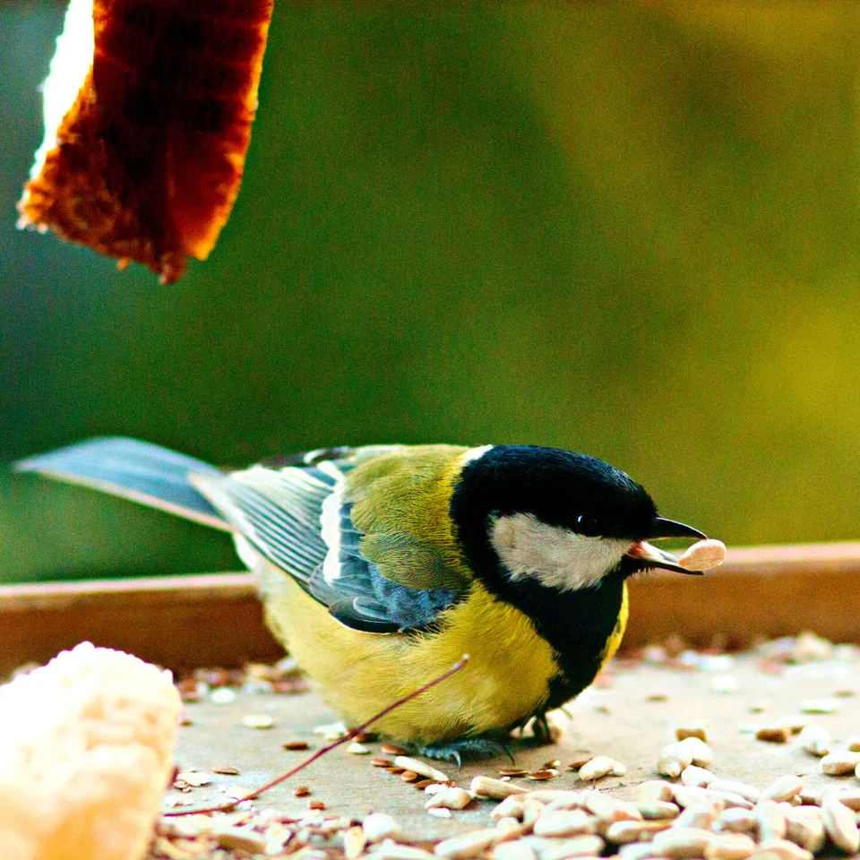 20kg Soldatenfliegenlarven getrocknet Hermetia Vögel Reptilien wie Mehlwürmer - Bild 2 von 4