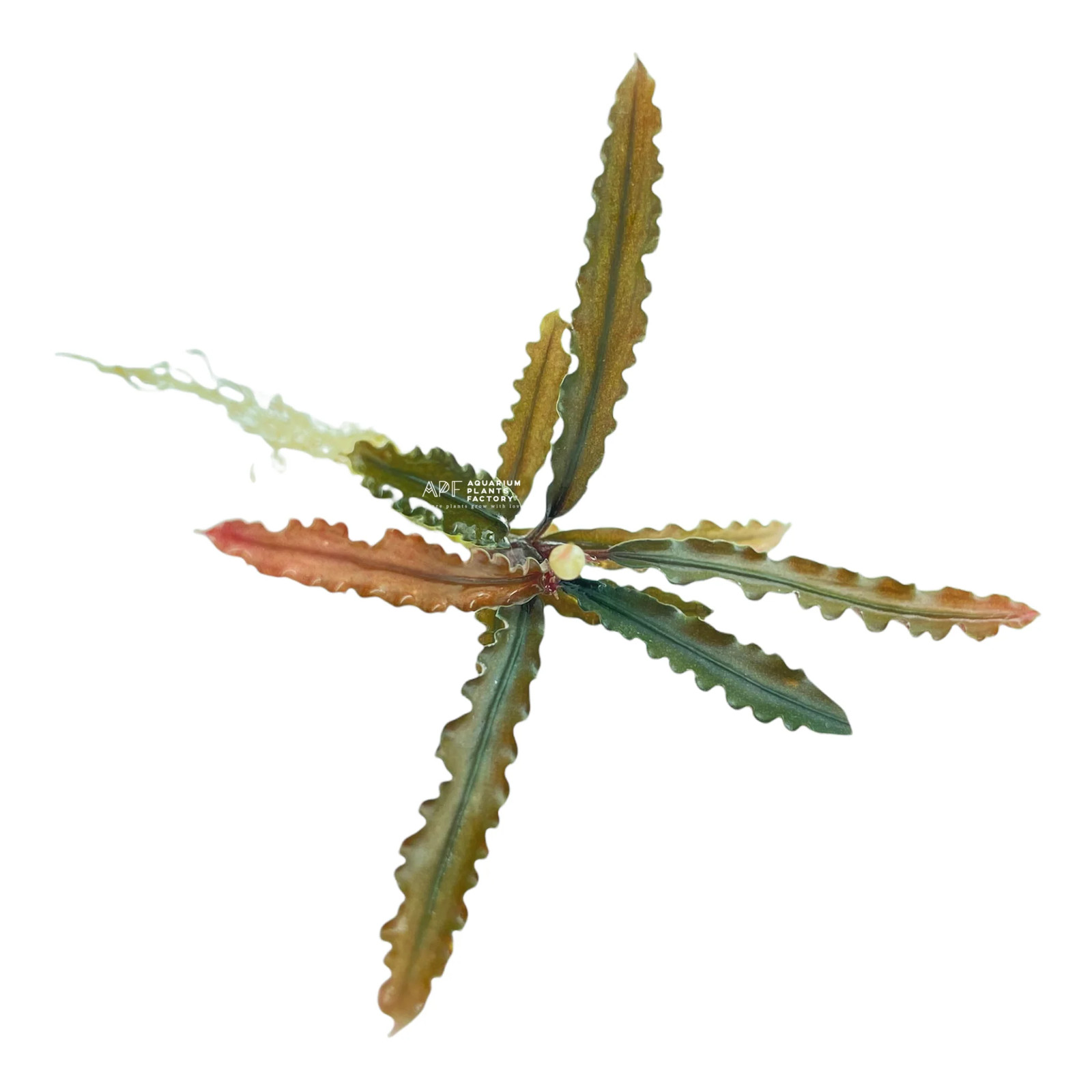 Bucephalandra Pink Godzilla Aquarium Plants Factory® NMATH