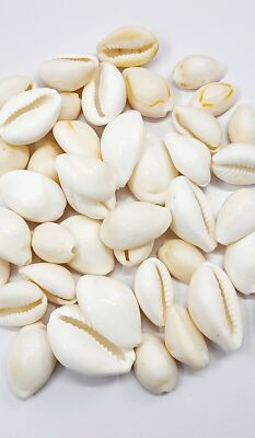 Pure Original White Kauri Natural Cowrie Cowry,White Cowrie Shells 100pieces