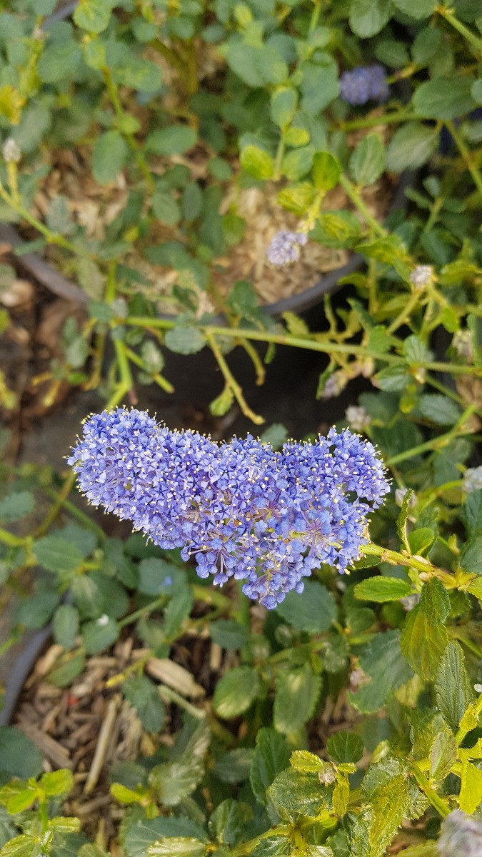 Ceanothus thrysiflorus Repens au feuillage persistant vert brillant et fleurs bleues - 3