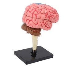 —Brain Model Neuroanatomy Structure Teaching Tool Human Brain Anatomical Model
