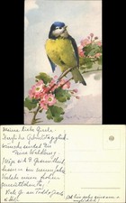 Ansichtskarte  Vogel auf Zweig mit Blüten K�...