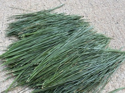 Fresh Eastern White Pine Needles NJ Wild Harvest 2.5 Oz -  Tea Crafts Natural