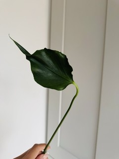Rare💚❌monstera Uniiae One Leaf Rooted Cutting ❌