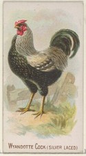 1891 Wyandotte Cock Silver Laced Poster Lithograph Digital Download unframed