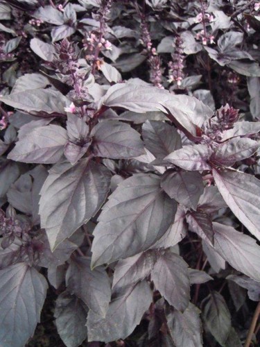 Semi Di Basilico Viola Aromatico - Pianta Decorativa E Da Cucina - Confezione Da 30cm - Foto 9