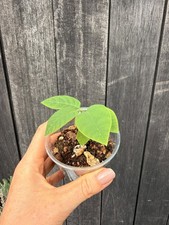 Baby custard apple tree 