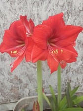 Red Orange Amaryllis Bulb 1 