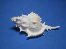 Chicoreus pliciferoides Kuroda 1942 "DEEP WATER;DIFFICULT" (99.6mm)