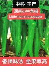 30+ Hunan Little Horn Hot Pepper Seeds 30多粒湖南小牛角椒种子 2024年产新种子