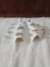 LARGE NATURAL REAL HALF CLAM SHELL  