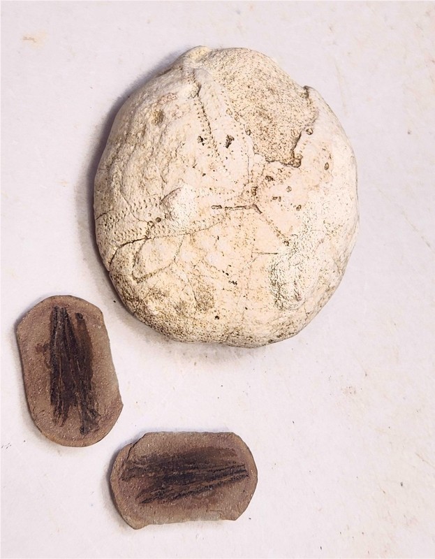 Fossil Specimens / Study/Display- 2 Fossil Horsetails -1 Echinoid aka Sea Urchin