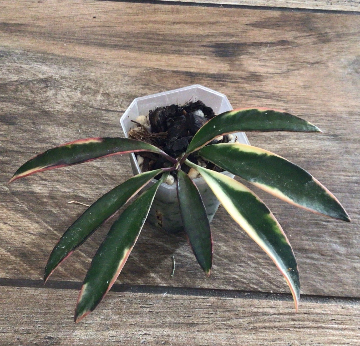 Hoya Lori Lyn