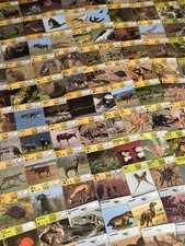 Vintage 1975 Safari Cards Educational Animal Collection 800+ Cards w/ Dividers
