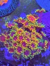 Micro Rainbow goni Almost WYSIWYG Live coral frag LPS SPS