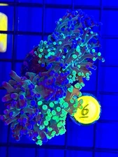 BEC Two Face Grafted Frogspawn Euphyllia WYSIWYG Live Coral Frag LPS Rare