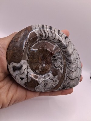 Rare Goniatite Polished Ammonite Fossil  Spiral Shape. Intricate