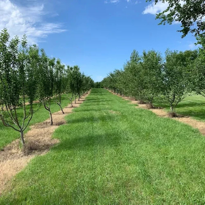 #ad 10 APPLE TREES INSTANT ORCHARD LATE SEASON WILDLIFE VARIETIES $250.00