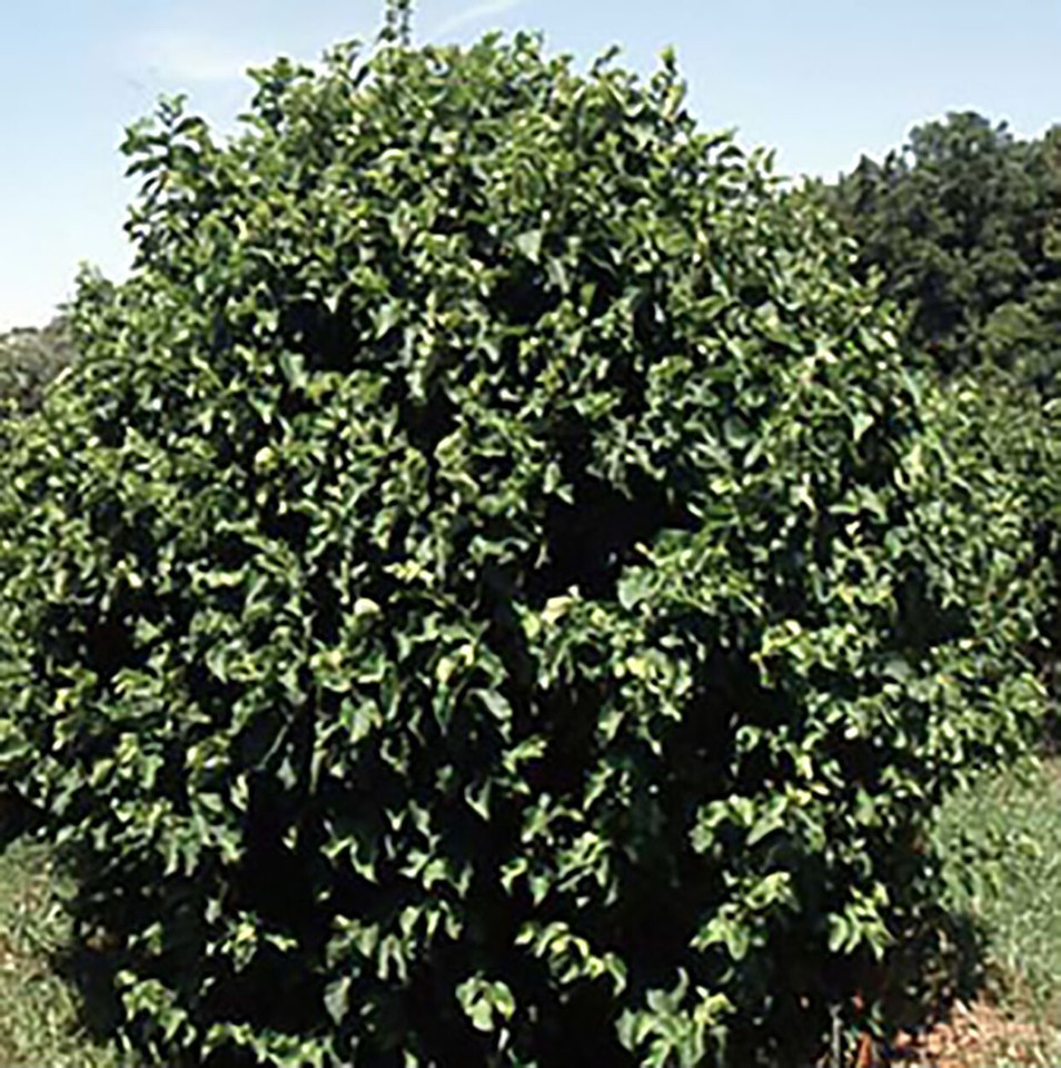 American Hazelnut, (Filbert), Corylus americana, Tree Seeds | eBay