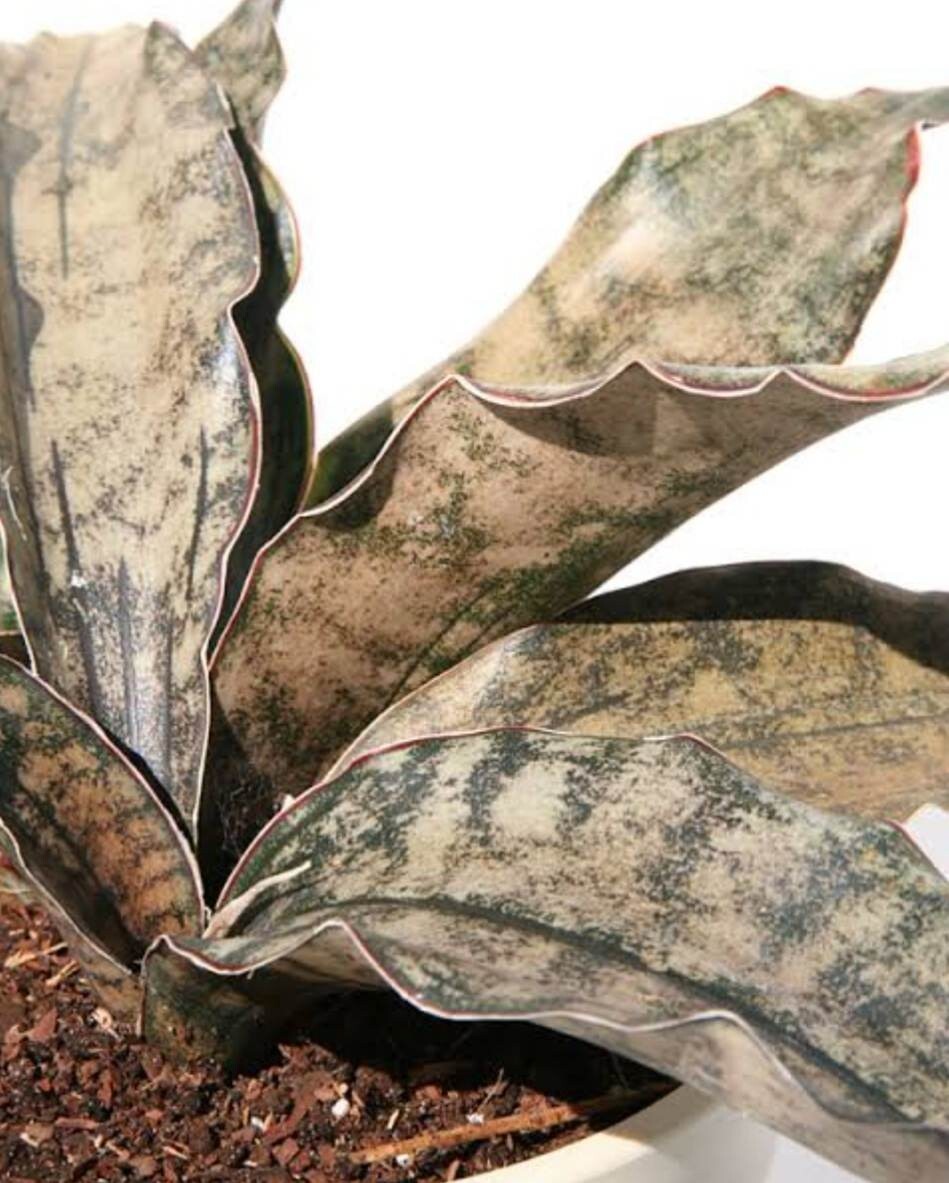 SANSEVIERIA Kirkii v. Pulchra 