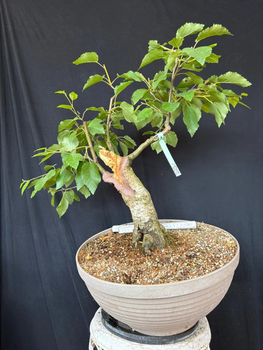 ficus ginseng bonsai formen Ficus Microcarpa Ginseng S Form - 80cm main image 1