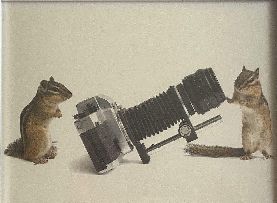 Taxidermied chipmunks posed as vintage photographers with a retro camera — peak weird Americana cabinet-of-curiosities energy.