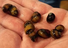 Lotto di 4 Neritina Vittina Waigiensis  Lumache Antialghe per Acquario.