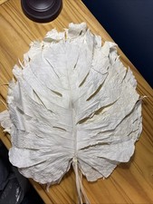 Dried Preserved Monstera Leaves  Bleached Large  6 Stems