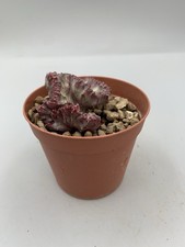 Euphorbia Lactea Crestata  Vaso 7,5 Cm Pianta Rara Verde Rosso  Radice Propria