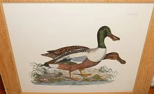 JOHN SELBY "COMMON SHOVLER" LARGE COLORED ENGRAVING