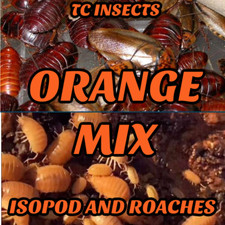 25 Powder Orange Isopods and 25 Orange Head Roaches  Dubia Roach Combo